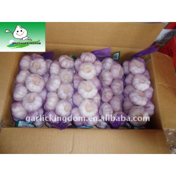 1kgx10/10kg carton purple white garlic